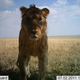 “Caught” in a camera trap.